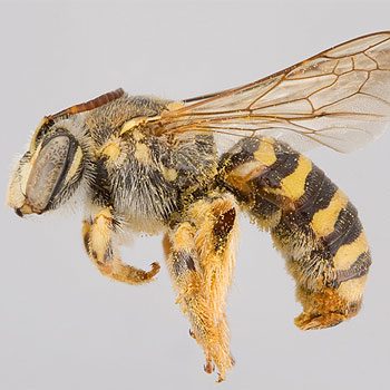 Mythe 1: Toutes les abeilles produisent du miel