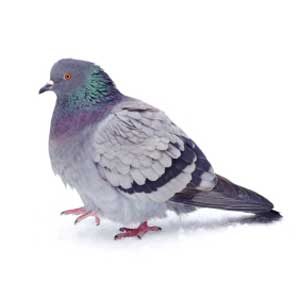 6. Pigeons 