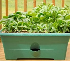 Projet 3 : Planter un jardin en pots