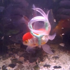 Un gilet de sauvetage pour Einstein le poisson rouge 