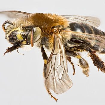 Mythe 4: Les abeilles vivent en colonies
