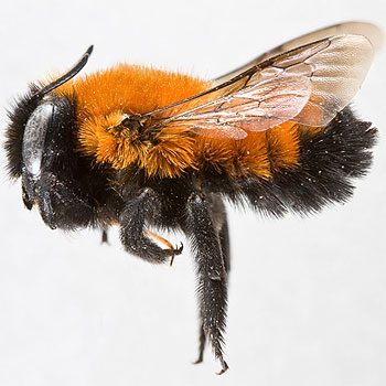 Mythe 5: Les abeilles travaillent fort