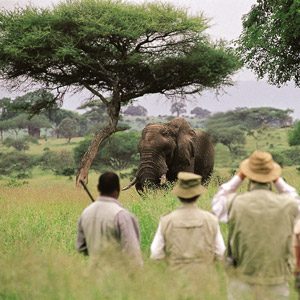 9. Le Lewa Wildlife Conservancy, Kenya