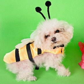Chien déguisé en abeille
