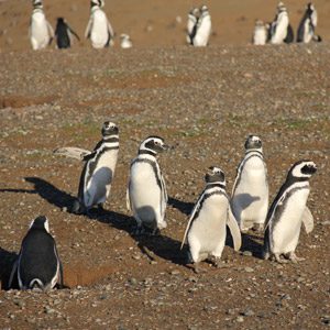 3. Visitez la colonie de pingouins