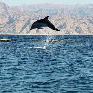 3. Nagez avec les dauphins dans la mer Rouge