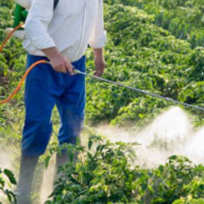 5. Les fruits et légumes chargés de résidus de pesticides peuvent tuer