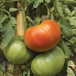 4. Faire mûrir des tomates vertes