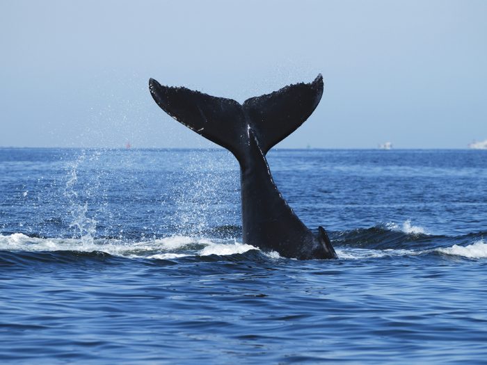 Si vous aimer observer le royaume animal, les baleines sont visibles en Islande.