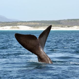 4. La baleine franche