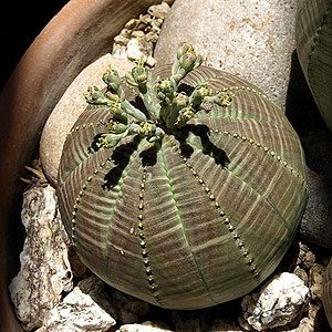 3. L'Euphorbia Obesa