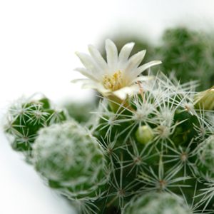 4. Pour les Cactus