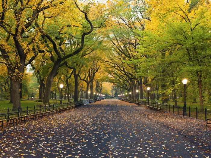 7. Central Park: un site incontournable de New York City