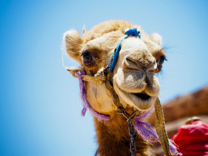 Le selfie qui rendra jaloux : un tour de chameau dans le désert en Égypte