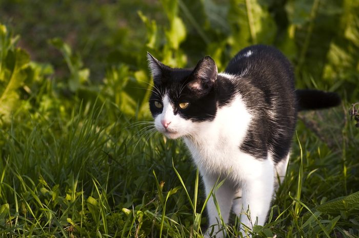 5. Comment est la personnalité des chats noirs et blancs?