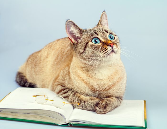 Les amoureux des chats sont plus susceptibles d'avoir complété un diplôme d'études supérieures.