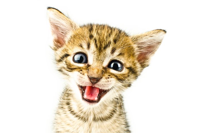 11. Votre chat miaule sans arrêt car il vous dit «Bonjour!» 