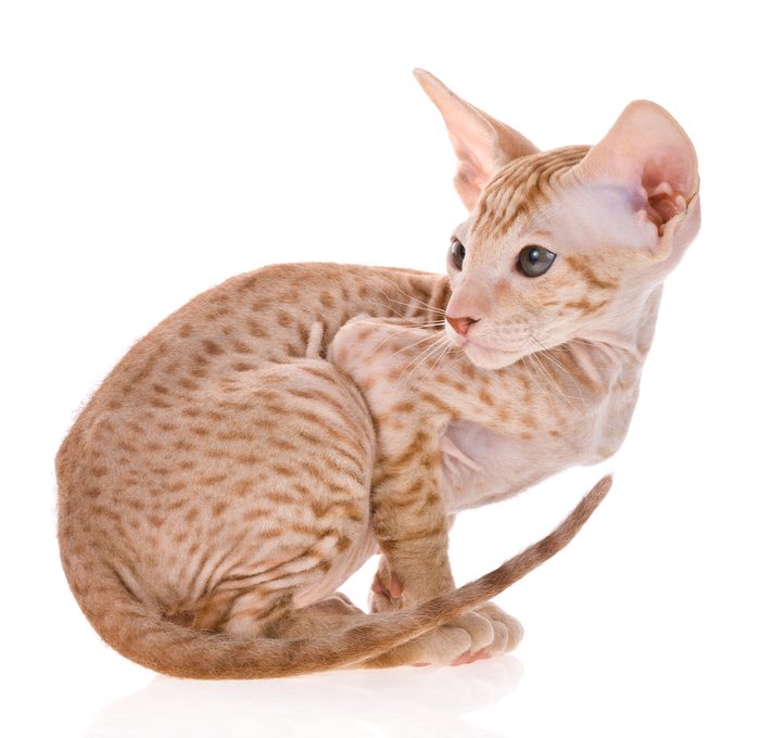 3. Le chat Peterbald, un chat sans fourrure