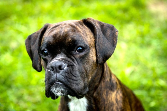 7. Le boxer, un chien populaire pour sa loyauté extrême