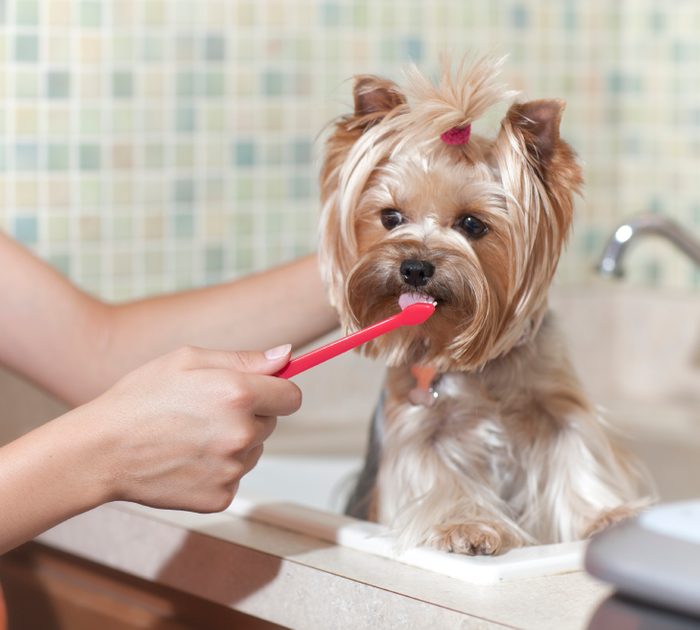 4. Brossez-lui les dents régulièrement !