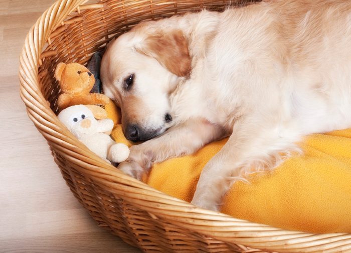 2. Pourquoi le chien pivote-t-il sur lui-même avant de se coucher ?