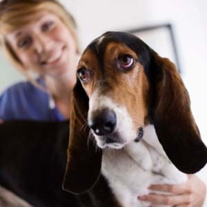 6 vaccins dont votre chien peut avoir besoin