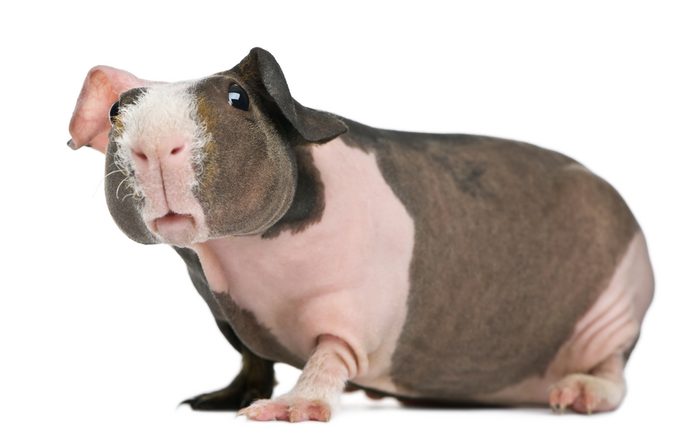 5. Le Cochon d'inde nu, le parfait animal de compagnie sans fourrure