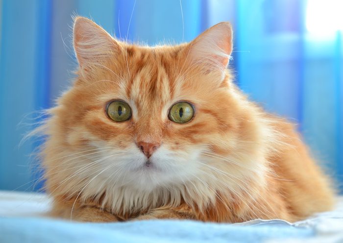 3. Comment est la personnalité des chats roux?