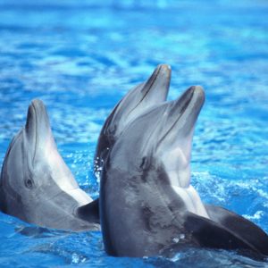1. Les dauphins de la Marine américaine