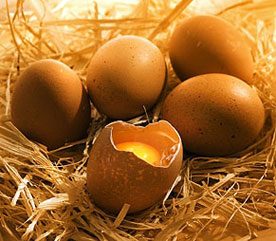 Mythe : les œufs sont dangereux 