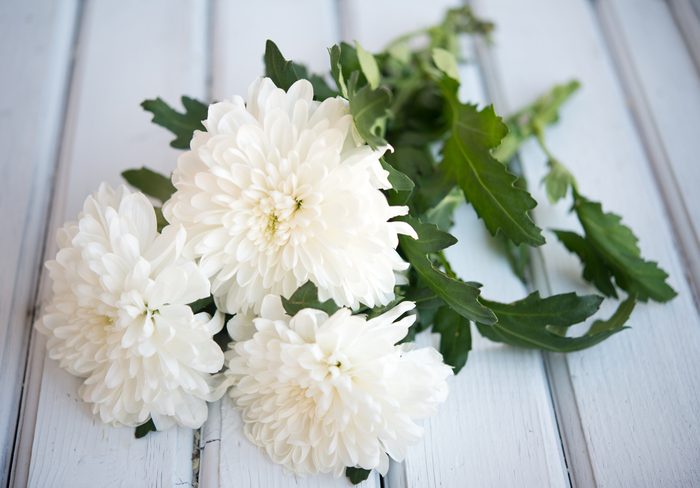Fleur comestible : le chrysanthème