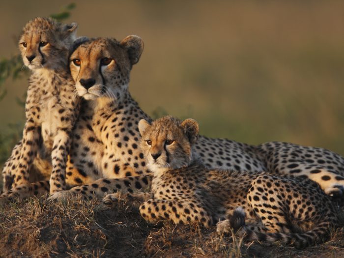 Royaume animal: Observez les guépards en Afrique du sud.