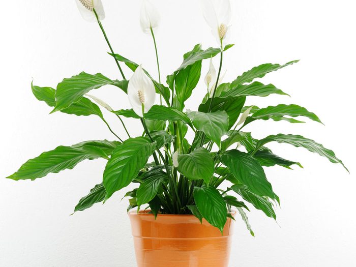 Le faux arum est une excellente plante d'intérieur pour votre santé.