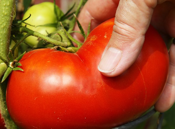 Les meilleures astuces pour cultiver de grosses tomates: les graines
