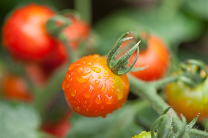 6. L'arrosage pour cultiver de grosses tomates 