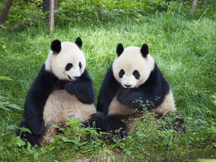 Royaume animal: partez à la rencontre des pandas.