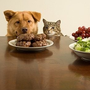 Nourriture maison pour animaux: pensez-y bien!