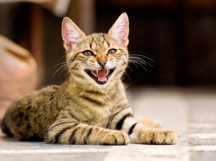 3. Pourquoi certains chats miaulent-ils sans cesse?