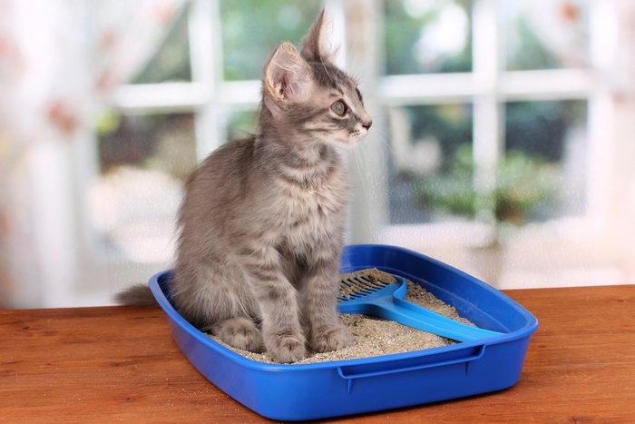 4. Pourquoi les chats utilisent-ils mal leur litière? 