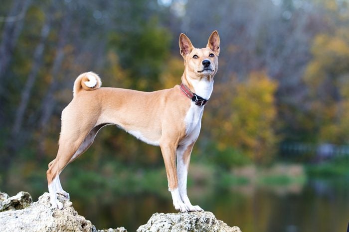 2. Une race de chien inintelligente: le basenji ou terrier du Congo