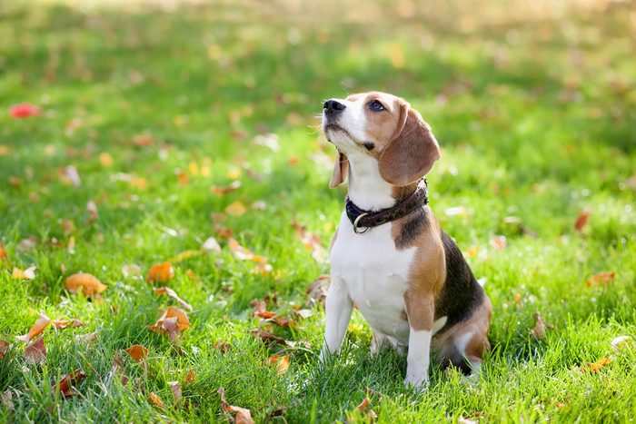 4. Le beagle est un chien très aimé