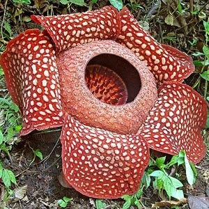 2. La Rafflesia Arnoldii