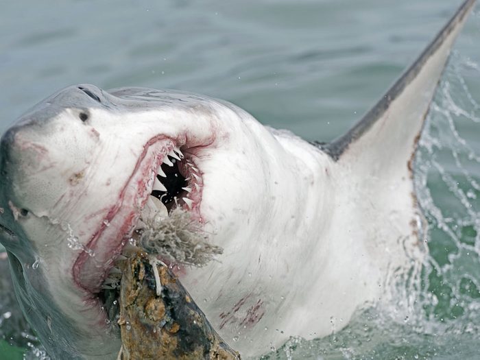 4. Afrique du Sud : crimes et attaques de requin à gogo