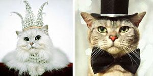 9. Hellcat et Brownie (chats) : 4.1 millions