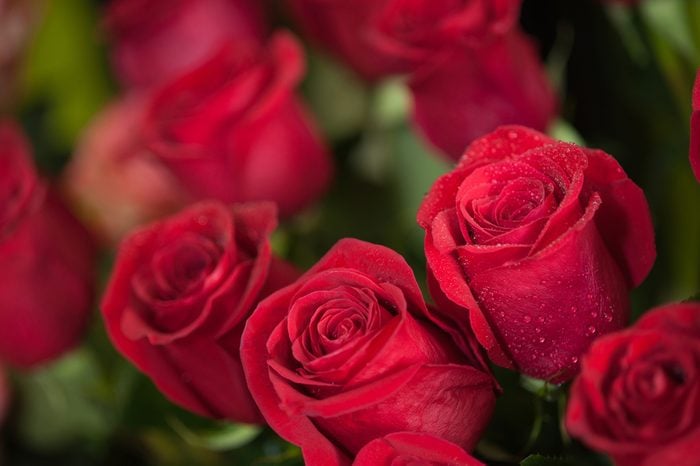 La signification des roses de couleur rouge: amour et passion 