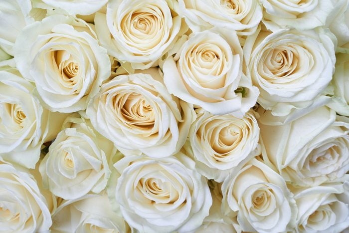 La signification des roses blanches: pureté, innocence et sympathie 