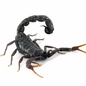 Scorpions: cibler le cancer