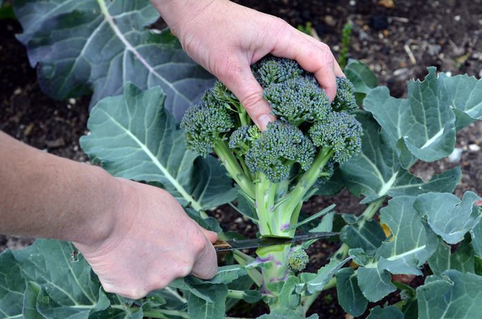Le BroccoLeaf, un super légume tendance