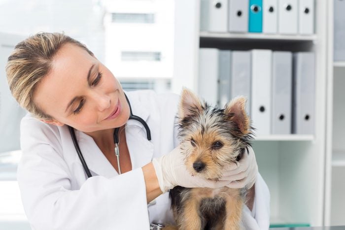 Comment trouver un vétérinaire fiable pour votre animal de compagnie?