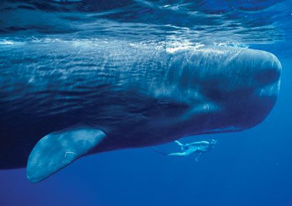 Dossier: des baleines quasi humaines